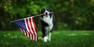 Fourth of July Dog